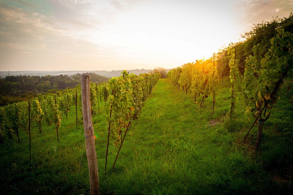 Salabka je nejen nejstarší, ale i největší vinicí v Praze.