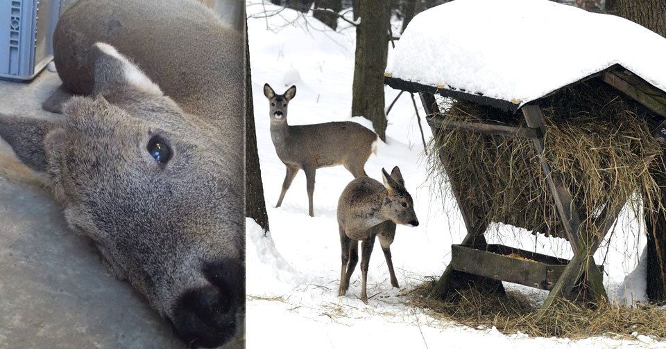 Tenhle srneček se Nového roku nedožil... Ochranáři varují před krmením divoké zvěře.