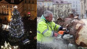 Truhláři převezou dřevo z vánočního stromu na Staroměstském náměstí do Brna. Mají s ním šlechetné záměry.