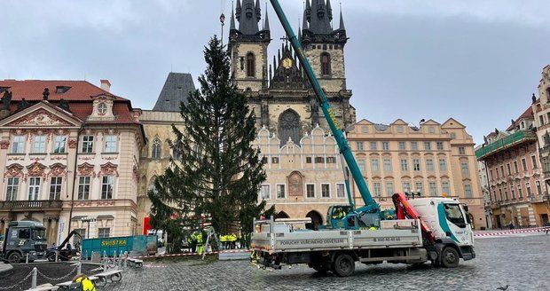 ŽIVĚ ze Staromáku: Nejslavnější strom Česka šel k zemi! Bude z něj pochoutka pro zvířata i nábytek