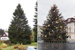 Vánoční strom pro Prahu v roce 2021 pochází z Liberecka.