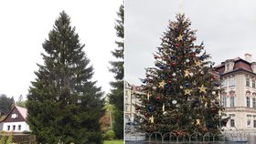 Hlavní hvězdu trhů na Staromáku čeká 100kilometrová štreka: Vánoční smrk letos dorazí z Liberecka