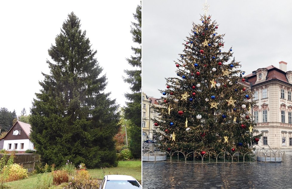 Vánoční strom pro Prahu v roce 2021 pochází z Liberecka.