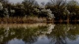 Pražané se mohou jít zchladit do rybníků a nádrží. Sinice jsou zatím jen v Hostivaři