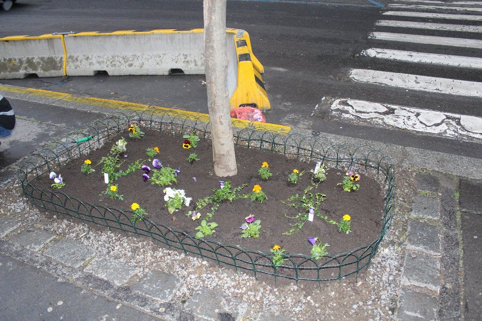 Spolek Street Gardening společně s místními občany vytváří krásné malé zahrádky uprostřed ulic. Tato vznikla ve středu v Kubelíkově ulici na Žižkově