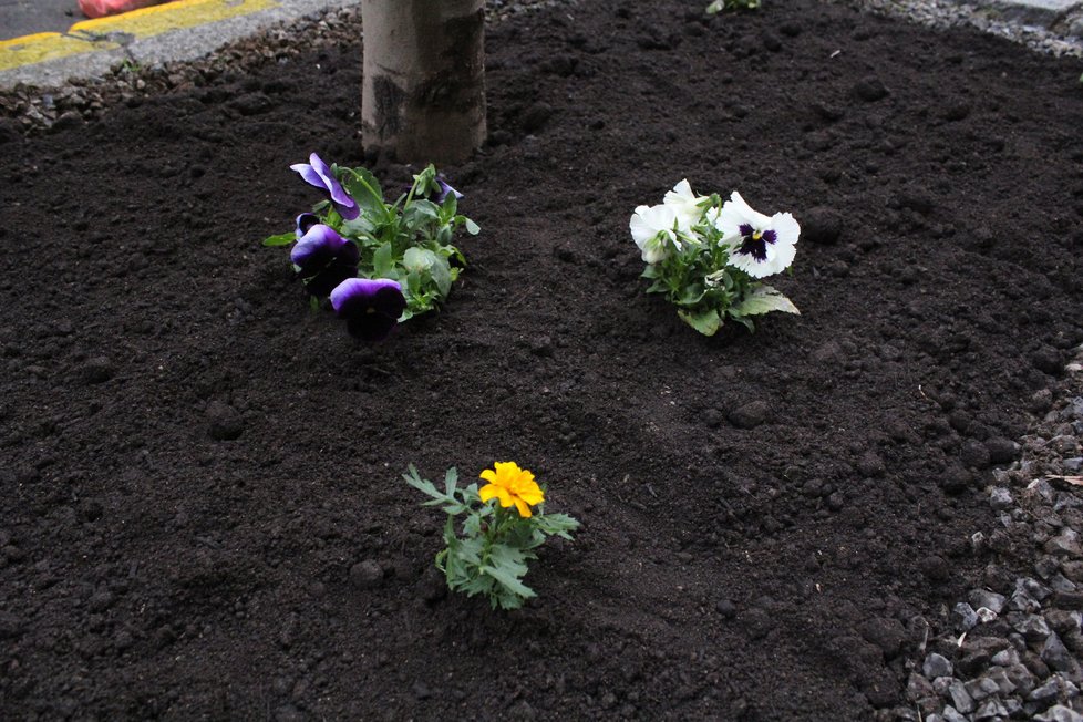 Spolek Street Gardening společně s místními občany vytváří krásné malé zahrádky uprostřed ulic. Tato vznikla ve středu v Kubelíkově ulici na Žižkově