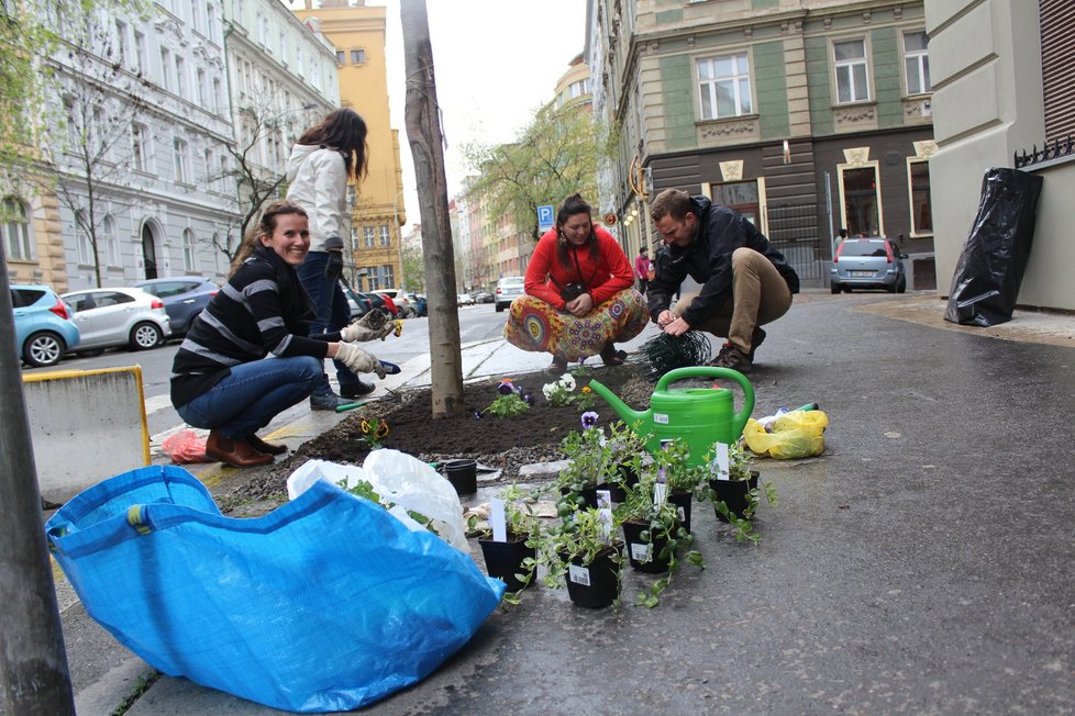 Spolek Street Gardening společně s místními občany vytváří krásné malé zahrádky uprostřed ulic. Tato vznikla ve středu v Kubelíkově ulici na Žižkově