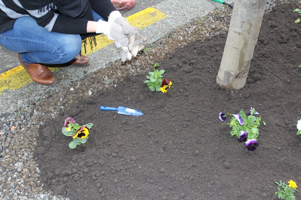 Spolek Street Gardening společně s místními občany vytváří krásné malé zahrádky uprostřed ulic. Tato vznikla ve středu v Kubelíkově ulici na Žižkově