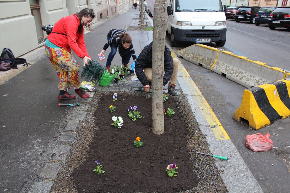 Spolek Street Gardening společně s místními občany vytváří krásné malé zahrádky uprostřed ulic. Tato vznikla ve středu v Kubelíkově ulici na Žižkově