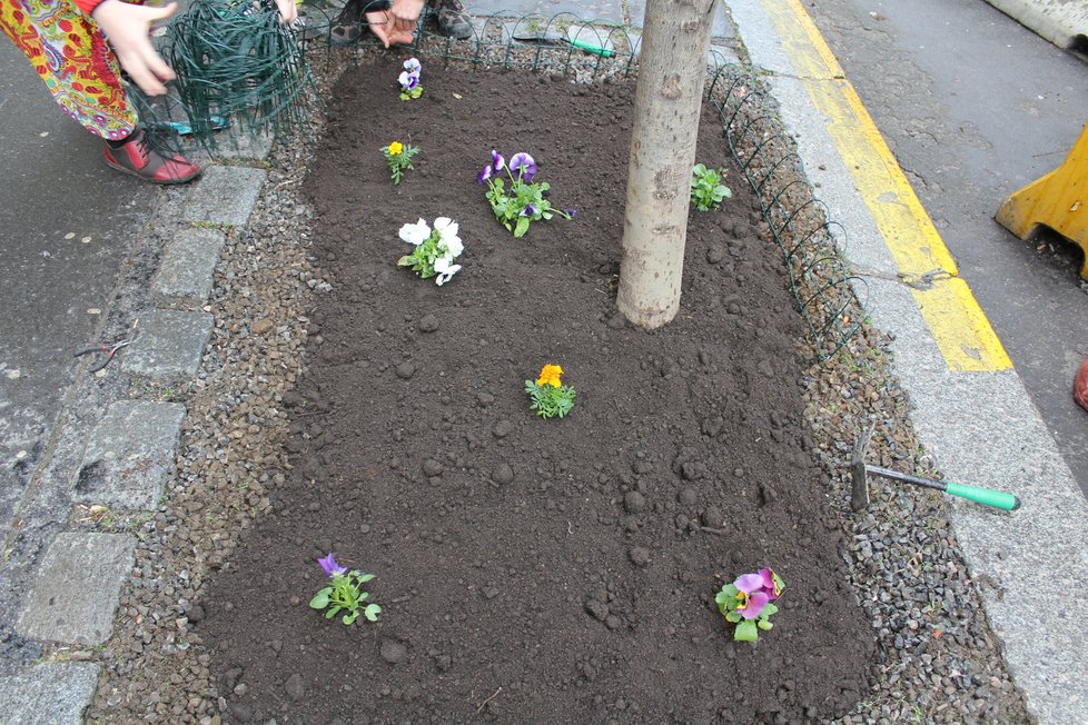 Spolek Street Gardening společně s místními občany vytváří krásné malé zahrádky uprostřed ulic. Tato vznikla ve středu v Kubelíkově ulici na Žižkově