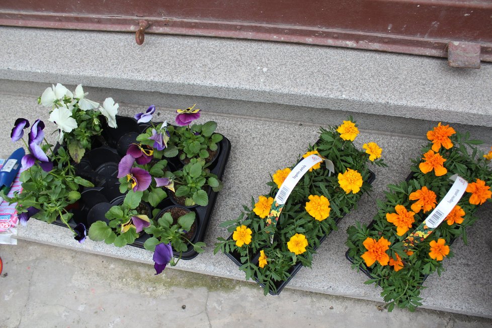 Spolek Street Gardening společně s místními občany vytváří krásné malé zahrádky uprostřed ulic. Tato vznikla ve středu v Kubelíkově ulici na Žižkově.