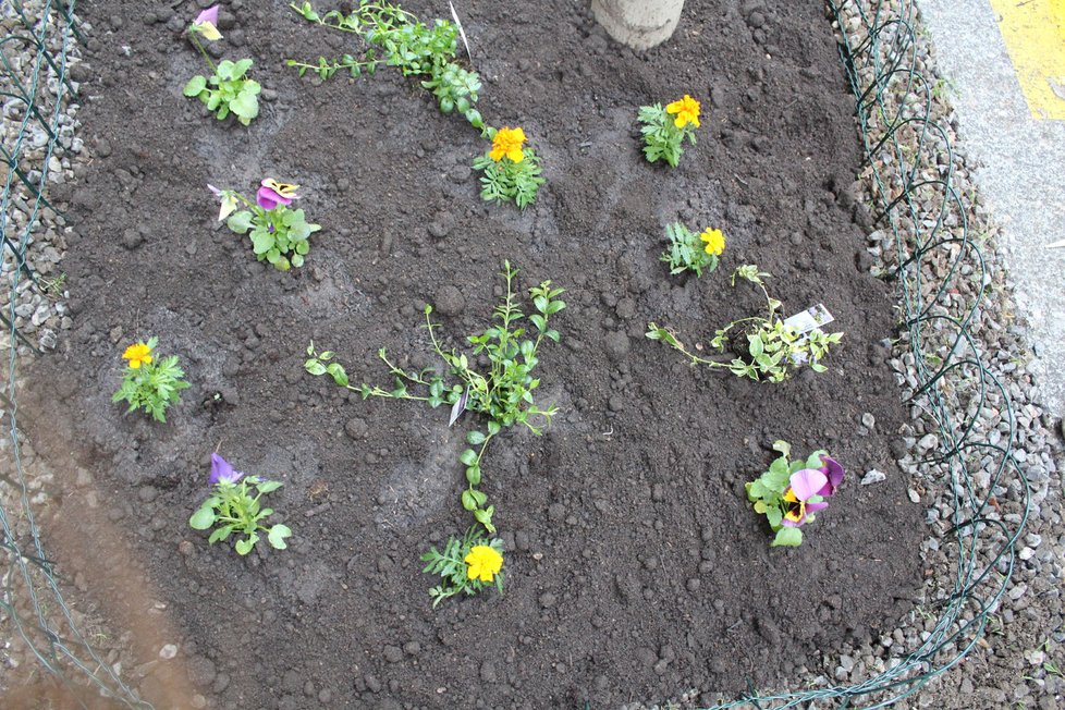 Spolek Street Gardening společně s místními občany vytváří krásné malé zahrádky uprostřed ulic. Tato vznikla ve středu v Kubelíkově ulici na Žižkově.