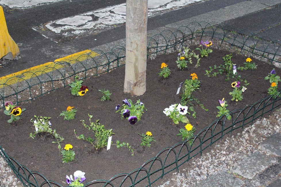 Spolek Street Gardening společně s místními občany vytváří krásné malé zahrádky uprostřed ulic. Tato vznikla ve středu v Kubelíkově ulici na Žižkově