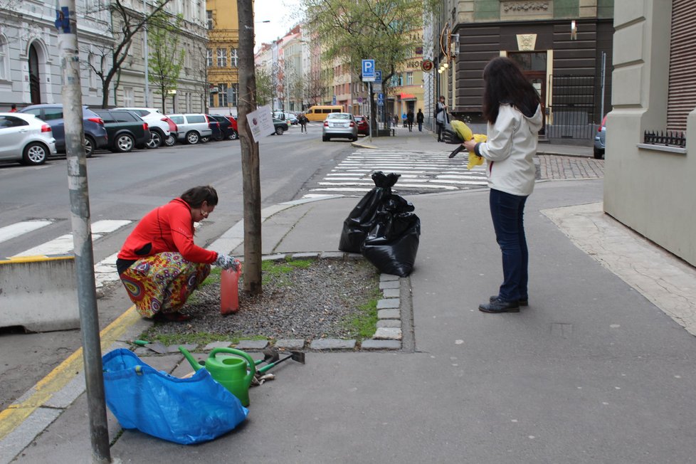 Spolek Street Gardening společně s místními občany vytváří krásné malé zahrádky uprostřed ulic. Tato vznikla ve středu v Kubelíkově ulici na Žižkově