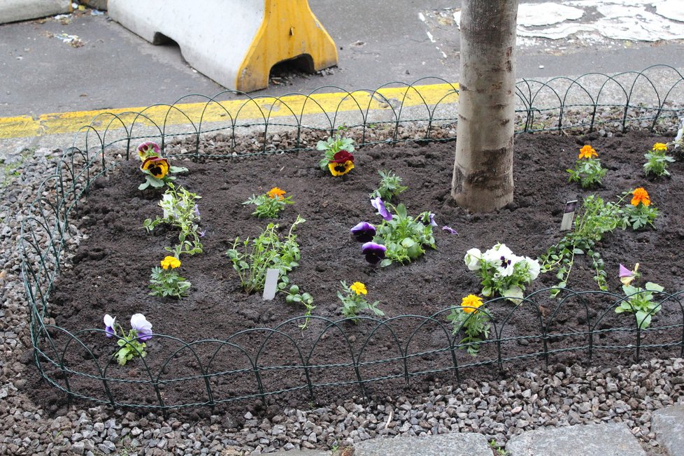 Spolek Street Gardening společně s místními občany vytváří krásné malé zahrádky uprostřed ulic. Tato vznikla ve středu v Kubelíkově ulici na Žižkově.