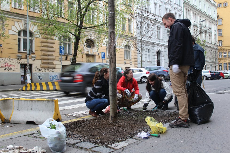 Spolek Street Gardening společně s místními občany vytváří krásné malé zahrádky uprostřed ulic. Tato vznikla ve středu v Kubelíkově ulici na Žižkově