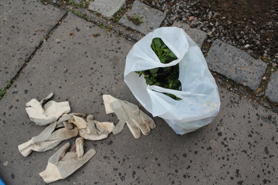 Spolek Street Gardening společně s místními občany vytváří krásné malé zahrádky uprostřed ulic. Tato vznikla ve středu v Kubelíkově ulici na Žižkově