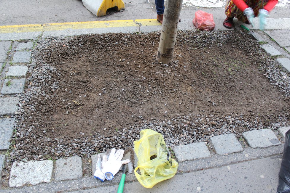 Spolek Street Gardening společně s místními občany vytváří krásné malé zahrádky uprostřed ulic. Tato vznikla ve středu v Kubelíkově ulici na Žižkově