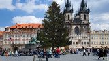 Staromák zkrášlí vánoční strom z České Lípy. Má 23 metrů a 65 let