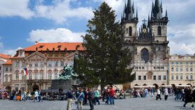 Staroměstské náměstí a strom z České Lípy, který tam letos bude (koláž)