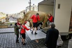 Nakládka dermoplastického preparátu posledního samce nosorožce bílého severního Sudána, který byl odvezen do Dvora Králové a poté bude transportován do Afriky, kde se stane symbolem boje za záchranu biodiverzity, 17. března 2023, Národní muzeum, Praha.