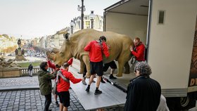 Poslední nosorožec bílý se vrací domů: Vycpaninu z Národního muzea převážejí zpět do Afriky