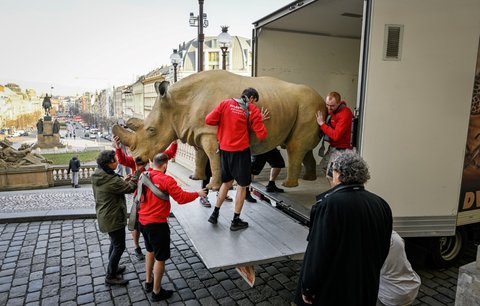 Poslední nosorožec bílý se vrací domů: Vycpaninu z Národního muzea převážejí zpět do Afriky