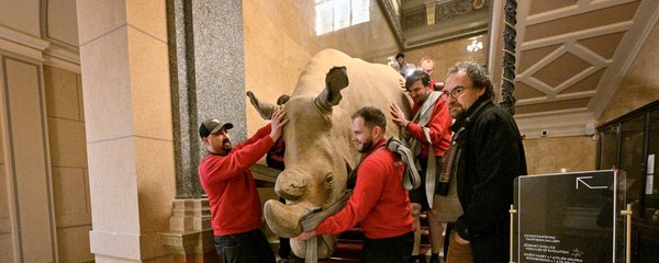 Nejslavnější nosorožec planety se »prošel« Národním muzeem. Sudán se vrací do Afriky