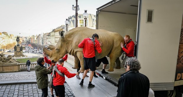 Poslední nosorožec bílý se vrací domů: Vycpaninu z Národního muzea převážejí zpět do Afriky