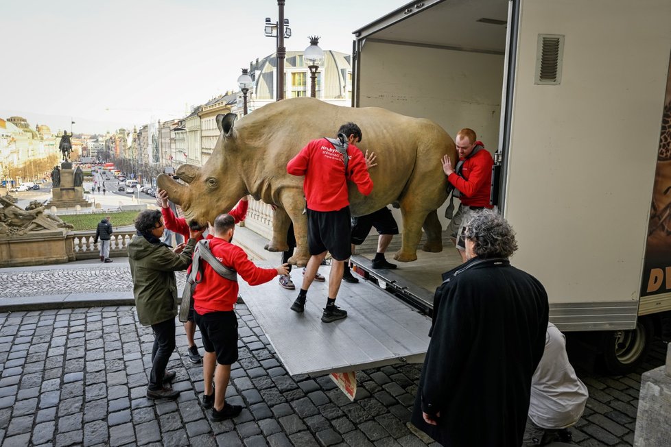 Nakládka dermoplastického preparátu posledního samce nosorožce bílého severního Sudána, který byl odvezen do Dvora Králové a poté bude transportován do Afriky, kde se stane symbolem boje za záchranu biodiverzity, 17. března 2023, Národní muzeum, Praha.