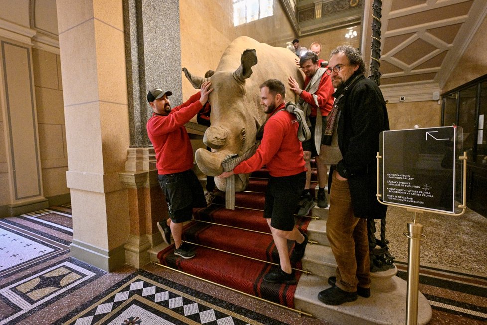 Nakládka dermoplastického preparátu posledního samce nosorožce bílého severního Sudána, který byl odvezen do Dvora Králové a poté bude transportován do Afriky, kde se stane symbolem boje za záchranu biodiverzity, 17. března 2023, Národní muzeum, Praha.
