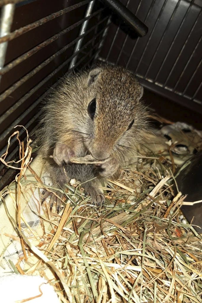 Zdánlivě opuštěná zvířátka je lepší nechat buď na místě, nebo na ně upozornit odborníky. (ilustrační foto)