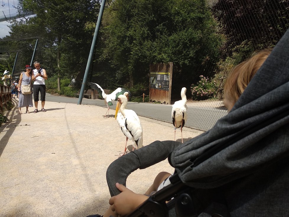 Nechyběly ani návštěvy zoo. V některé dny se zvířata opravdu předvádějí.