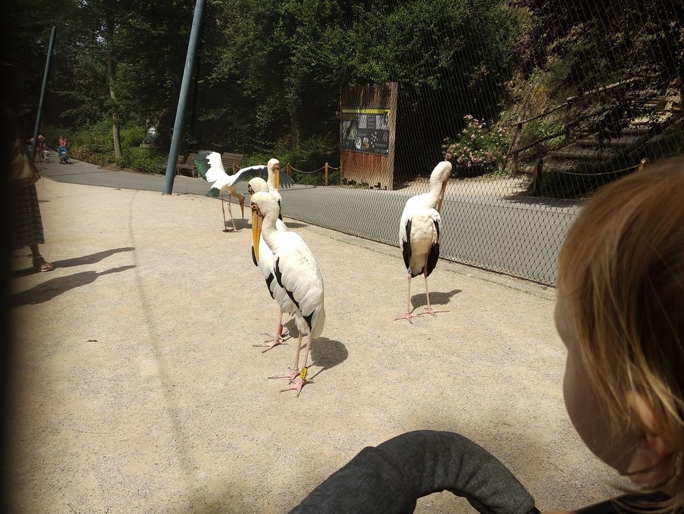 Nechyběly ani návštěvy zoo. V některé dny se zvířata opravdu předvádějí.