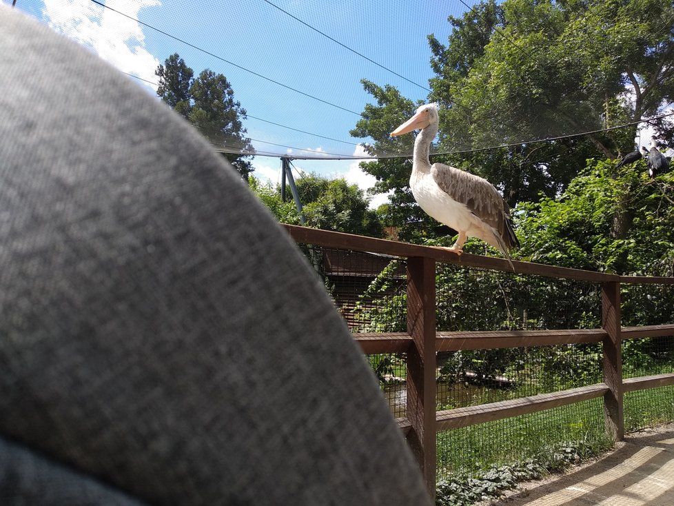 Nechyběly ani návštěvy zoo. V některé dny se zvířata opravdu předvádějí.