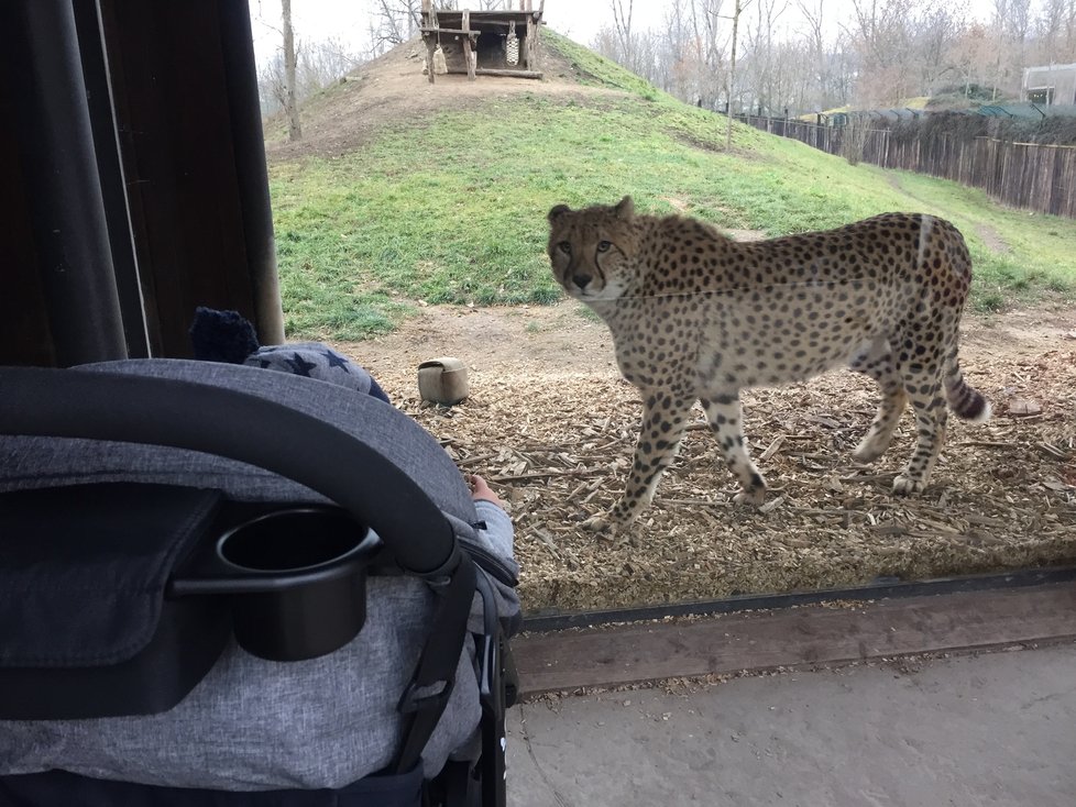 Vzácná návštěva v Zoo Praha. Gepardi příliš často ke sklu nechodí.