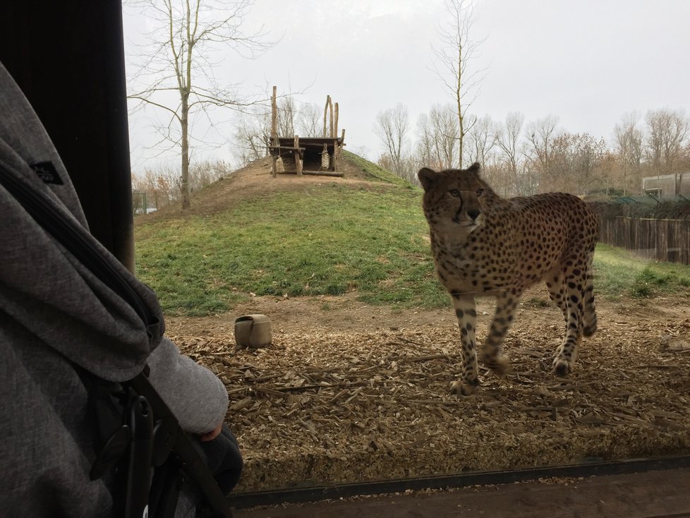 Vzácná návštěva v Zoo Praha. Gepardi příliš často ke sklu nechodí.