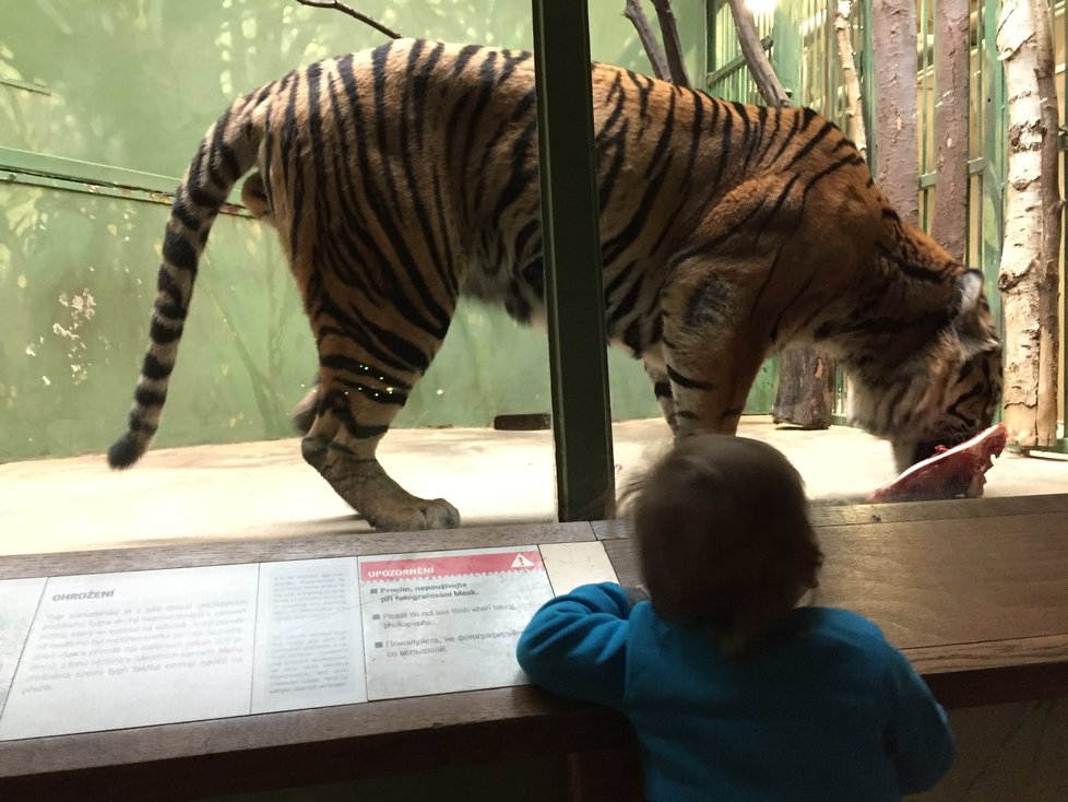 Nejoblíbenější zvíře v Zoo Praha byl v lednu tygr sumaterský.