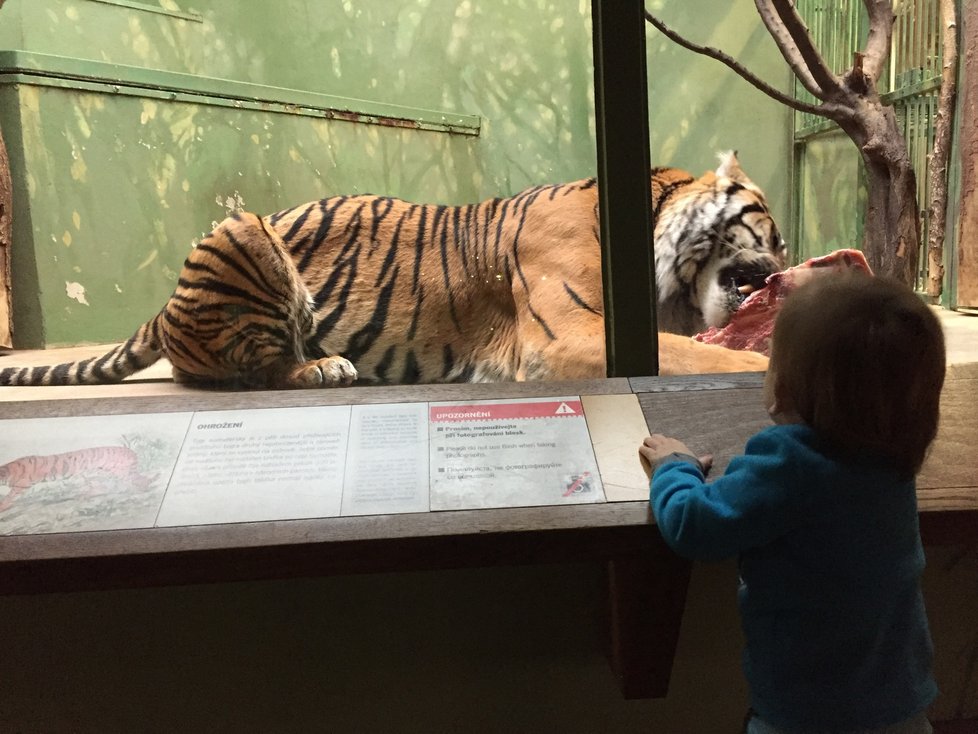 Nejoblíbenější zvíře v Zoo Praha byl v lednu tygr sumaterský.