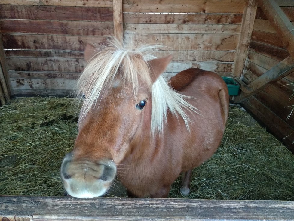 Všechna zvířata jsou velmi přátelská. Včetně poníka.