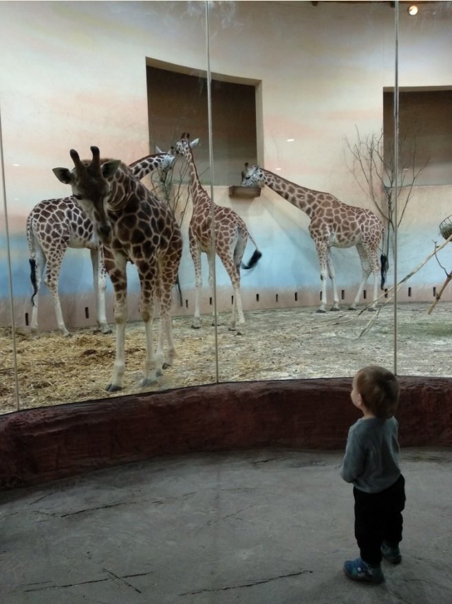 V Zoo Praha patří k tomu nejlepšímu pavilon žiraf, který je schovaný úplně na konci zahrady. Žirafy jsou pořádně zvědavé a přijdou mnohdy až ke sklu.