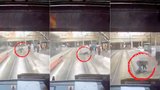 Šílené video! Muž vběhl do cesty přijíždějící tramvaji, zakopl o sníh a spadl přímo na koleje