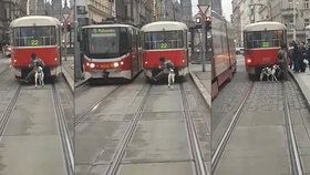 Muž na spřáhle tramvaje za sebou vláčí ještě psa na vodítku.