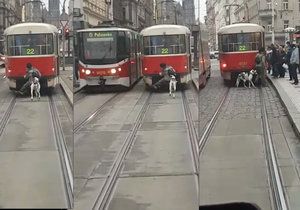 Muž na spřáhle tramvaje za sebou vláčí ještě psa na vodítku.