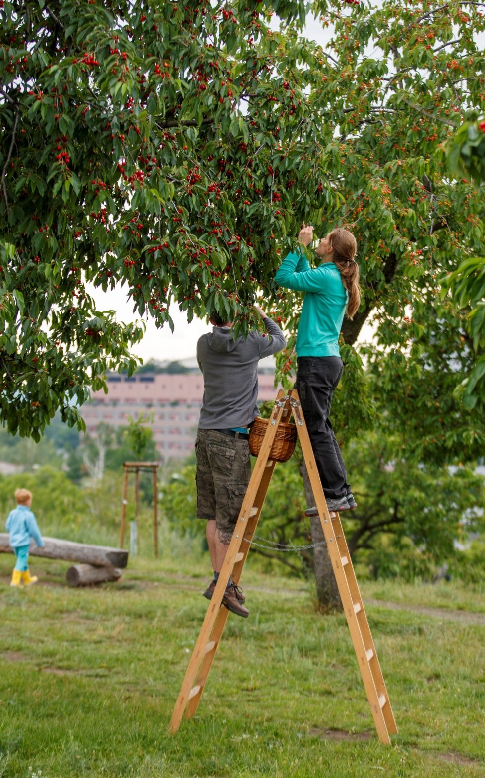 Třešňobraní na vrchu Třešňovka v Praze, 10. června 2020.