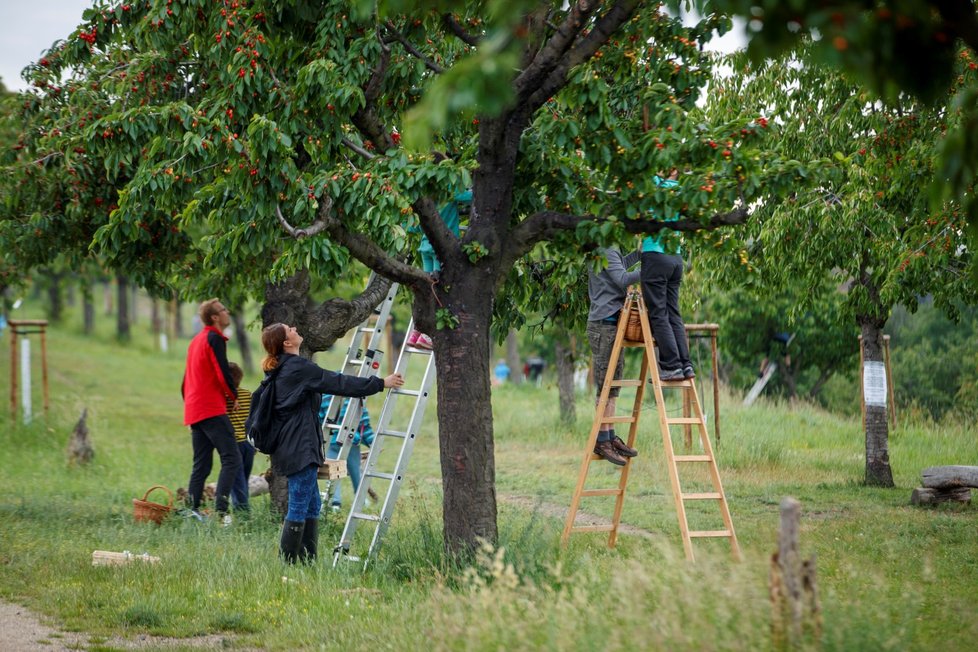 Třešňobraní na vrchu Třešňovka v Praze, 10. června 2020.