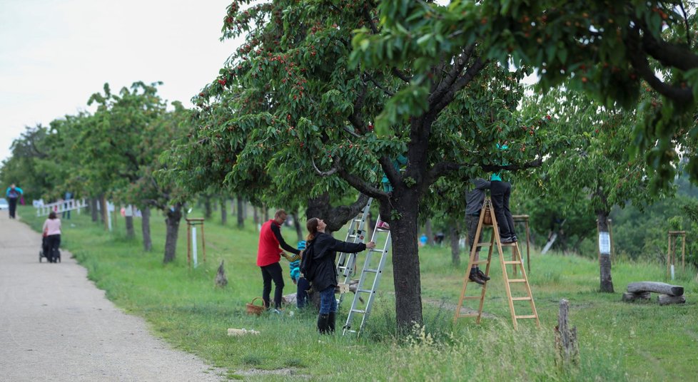 Třešňobraní na vrchu Třešňovka v Praze, 10. června 2020.