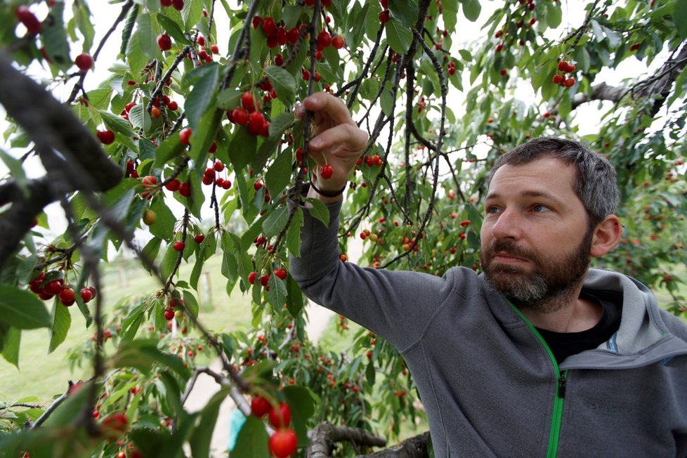 Třešňobraní na vrchu Třešňovka v Praze, 10. června 2020.