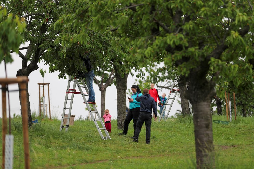 Třešňobraní na vrchu Třešňovka v Praze, 10. června 2020.