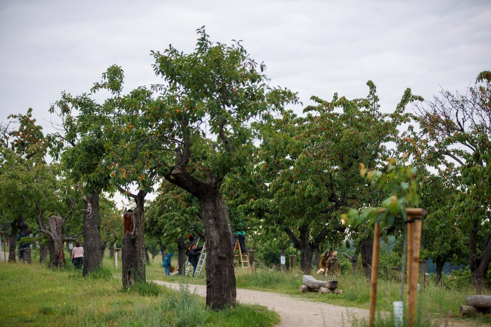 Třešňobraní na vrchu Třešňovka v Praze, 10. června 2020.